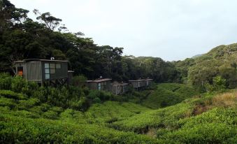 a picturesque view of a lush green tea plantation with multiple buildings nestled in the lush vegetation at Rainforest Lodge, Deniyaya