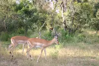 Zambezi Family Lodge - Buffalo Room