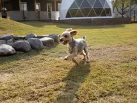別邸　わんこ日和 水俣市駅前広場ふれあい館周辺のホテル