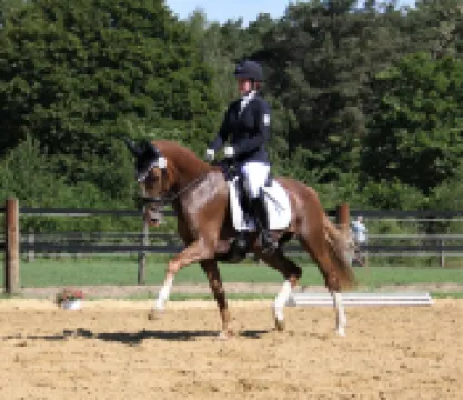 Vacation on the pony farm