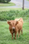 Welcome to our farm and guest house in Amish Country!
