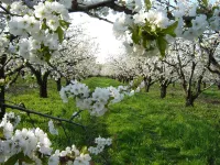 Family Friendly + 2 King Beds, Game Room, Secluded - Close to Town and Beach Hotels in Liberty Grove