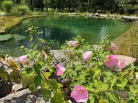 Large Cozy Home Pool/Pond! 5 Br., 4 Baths. Sleeps 11, Pvt. Quiet, Grill, Firepit - Homestays