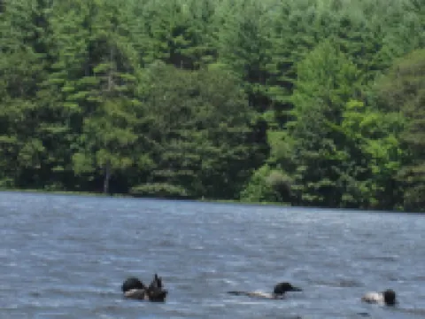 Private and Cozy Cottage, Excellent Fishing And Swimming; Sleeps 6.