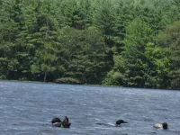 Private and Cozy Cottage, Excellent Fishing And Swimming; Sleeps 6.