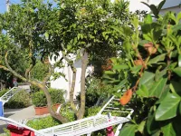 Grappolo B&B Affittacamere Hotels in Ascea