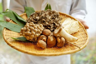 その他 白神山地　ホテルゆとりあ藤里の写真