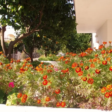 Alexios Studios