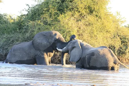 Bush Baby Calls Mobile Camps