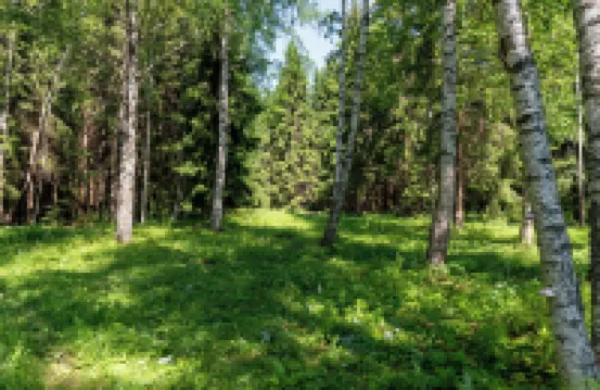 Bear Watching and Photography Hide Hotels in 