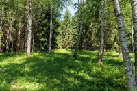 Bear Watching and Photography Hide Hotels in Vinni kommun