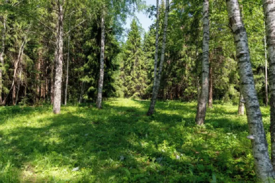 Bear Watching and Photography Hide Hotels in 