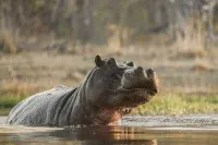 Khwai Mokoro Safaris and Campsites Hotels in Нгамиленд Север
