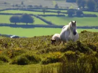 Tor Lodge Hotels in Okehampton