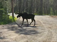 Mini Moose-28 Miles to Yellowstone-Owner Operated