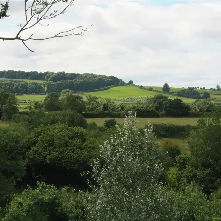Elm View