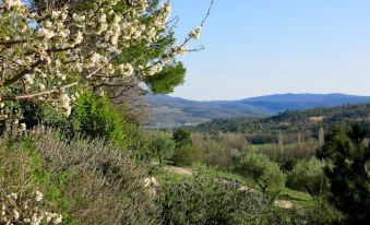 Chambres d'Hôtes les Oliviers