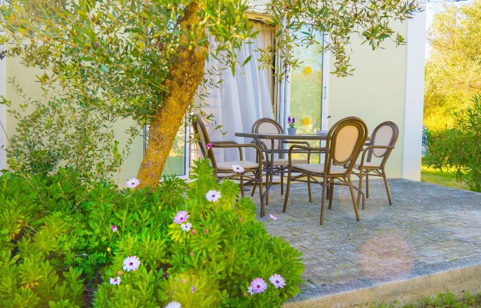 Olive Trees Garden Lixouri