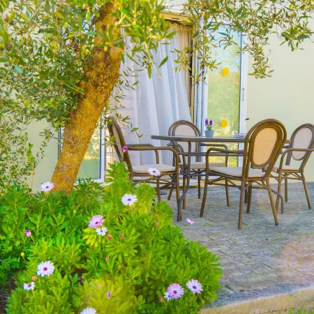 Olive Trees Garden Lixouri