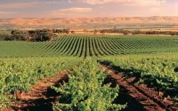 McLaren Vale Backpackers