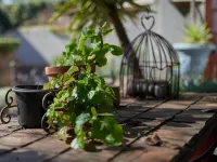 84 on Fourth Guest House Hotels near Emmarentia Dam