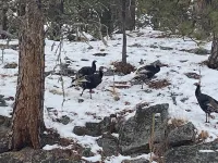 Great Quiet Location! Close to all the Attractions.