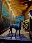 Secluded Cabin on Stocked Trout Stream with Fireplace