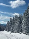 Black Bear Bungalow- SKI HOME, On Moover line