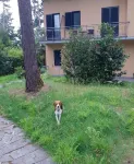 Hotel Montegrino Lakeview Hotels near Santuario della Madonna di Ardena