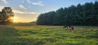 Cozy 1-bedroom cottage on a horse farm 15 minutes from Traverse City