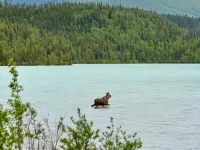 Lynx, wildlife, custom log cabin . private lake access, salmon stream kayaking, Hotels in Moose Pass