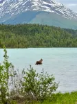 Lynx, wildlife, custom log cabin . private lake access, salmon stream kayaking,