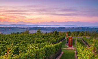 a picturesque vineyard with rows of grape vines and a telephone booth in the background at Residence Inn Halifax Dartmouth