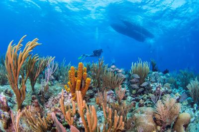 a scuba diver exploring a coral reef , surrounded by various types of fish and other marine life at Wyndham Reef Resort Grand Cayman