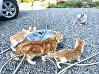 Misato Kinenkan, A Guest House Full of Cats Hoteles en Ōwani