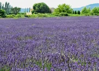 Mooie Gerenoveerde Villa met Zwembad, Tussen Olijfbomen met Prachtige Uitzichten