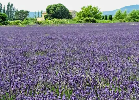 Mooie Gerenoveerde Villa met Zwembad, Tussen Olijfbomen met Prachtige Uitzichten Отели рядом с достопримечательностью «Wellness - Capelongue»