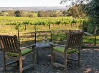 Lost in the Vines. Vineyard Escape.