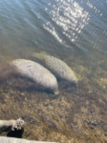 Welcome to This Beautiful 3 Bedroom 2 Bathroom Pool Heated  Home Hotels in Spring Hill