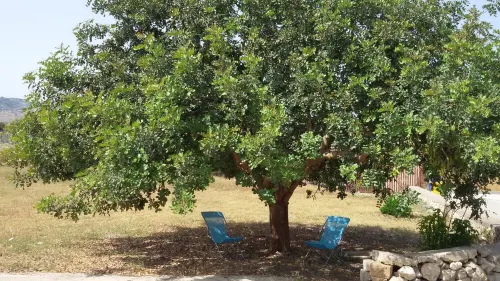 Dimore del Carrubo - open space with swimming pool
