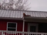 Primrose at Narcissus Place, no smoking