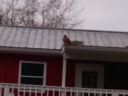 Primrose at Narcissus Place, no smoking