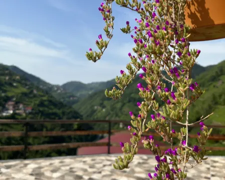 Puleri Suit Bungalow Hotels in Camlihemsin