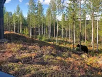 Bear Centre -  Appartamenti vacanze