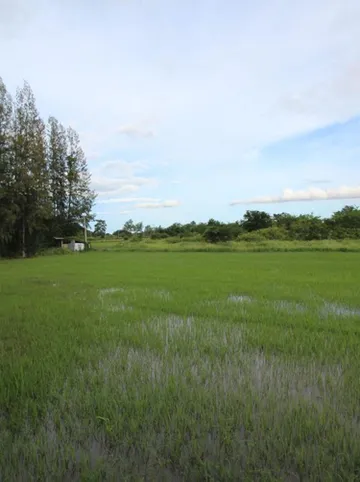 รูปภาพของออนกรีน รีสอร์ท