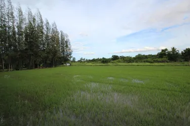 รูปภาพของออนกรีน รีสอร์ท