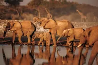Mokuti Etosha - 5 звезд
