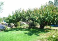 Historic stone cottage Hotels near Clyde Village Vineyard