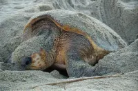 Minshuku Inakahama (Yakushima)