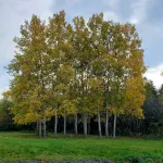 アンティゴニシュ エバーグリーン イン - 民泊